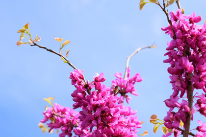 花屋を銀座でお探しならKT.Flowerへ　花言葉　誕生花　ハナズオウ