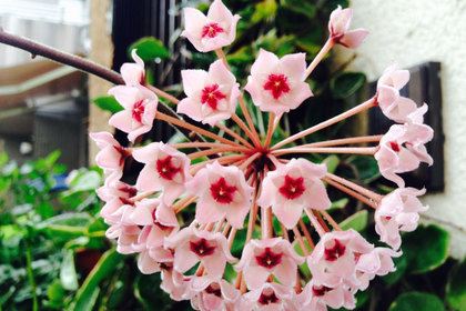 花屋を銀座でお探しならKT.Flowerへ　花言葉　誕生花　サクララン