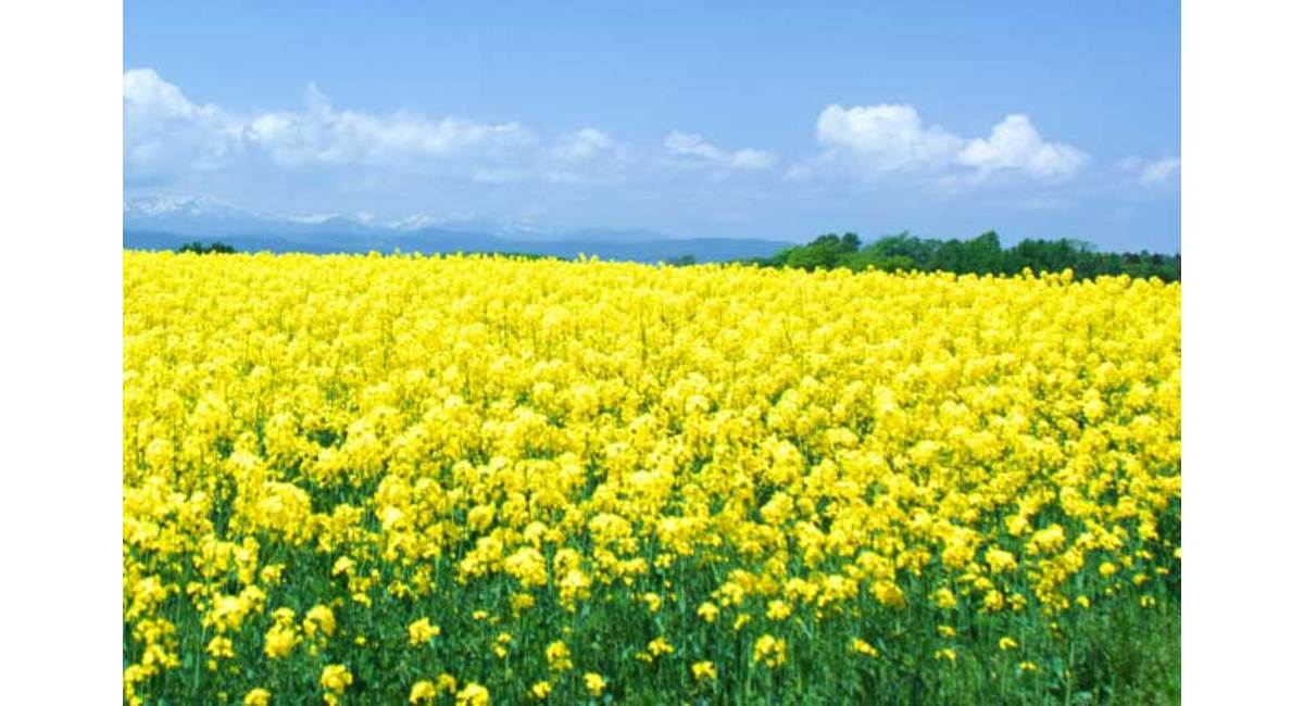 花屋を銀座でお探しならKT.Flowerへ　花言葉　誕生花　ナノハナ