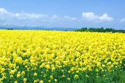 花屋を銀座でお探しならKT.Flowerへ　花言葉　誕生花　ナノハナ