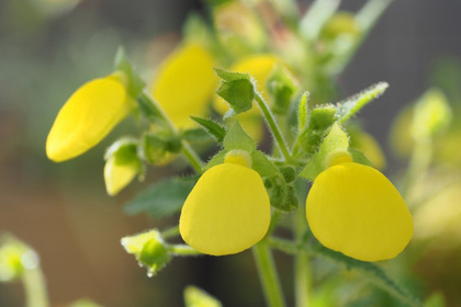 花屋を銀座でお探しならKT.Flowerへ　花言葉　誕生花　カルセオラリア
