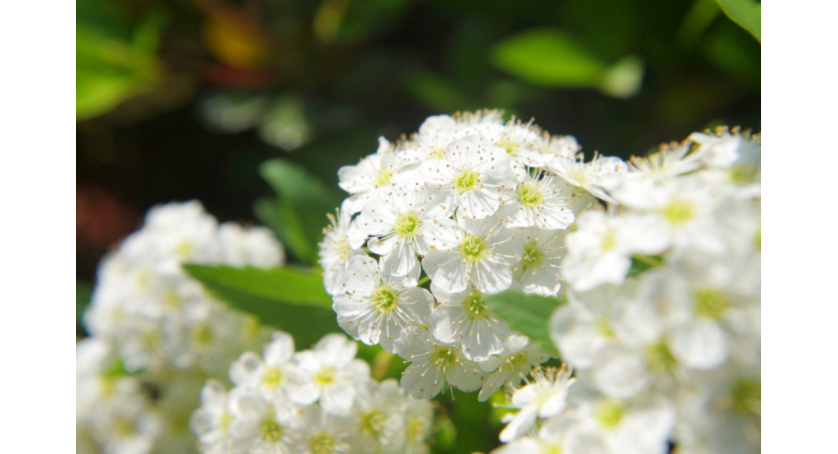 明日の花言葉 4月2日 花屋を銀座でお探しならkt Flowerへ 銀座の花屋のkt Flowerのブログをご覧下さい