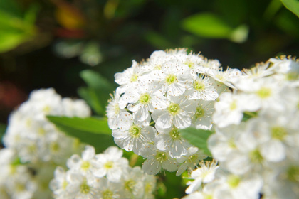 花屋を銀座でお探しならKT.Flowerへ　花言葉　誕生花　コデマリ