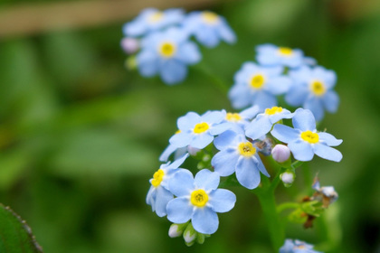 花屋を銀座でお探しならKT.Flowerへ　花言葉　誕生花　ワスレナグサ