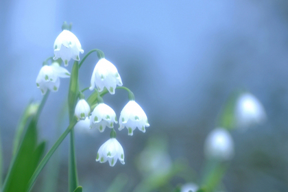 花屋を銀座でお探しならKT.Flowerへ　花言葉　誕生花　スノーフレーク