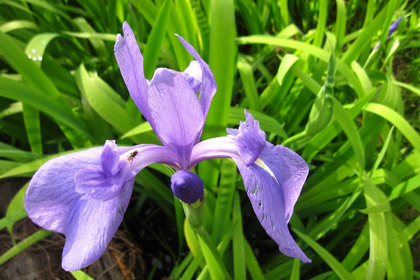 花屋を銀座でお探しならKT.Flowerへ　花言葉　誕生花　カキツバタ