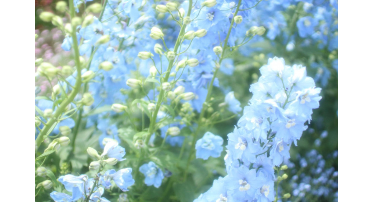 ベスト花 デルフィニウム 最高の花の画像