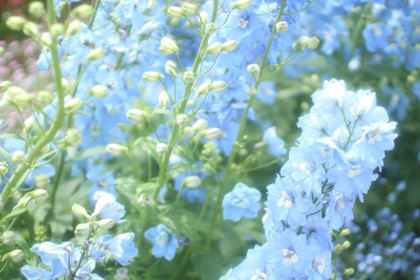 花屋を銀座でお探しならKT.Flowerへ　花言葉　誕生花　デルフィニウム