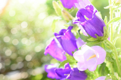 花屋を銀座でお探しならKT.Flowerへ　花言葉　誕生花　カンパニュラ