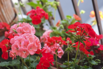 花屋を銀座でお探しならKT.Flowerへ　花言葉　誕生花　ゼラニウム