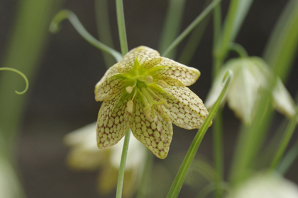 花屋を銀座でお探しならKT.Flowerへ　花言葉　誕生花　バイモ
