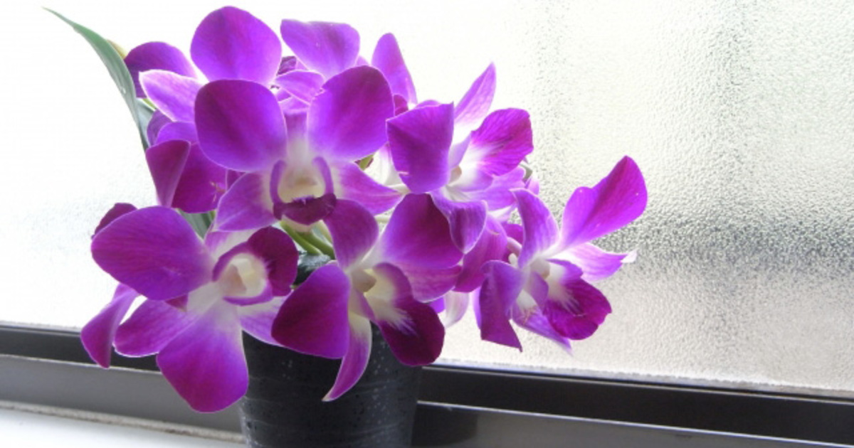 明日の花言葉 4月27日 花屋を銀座でお探しならkt Flowerへ 銀座の花屋のkt Flowerのブログをご覧下さい