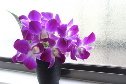 花屋を銀座でお探しならKT.Flowerへ　花言葉　誕生花　デンファレ