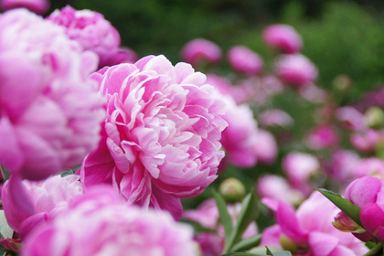 花屋を銀座でお探しならKT.Flowerへ　花言葉　誕生花　シャクヤク