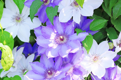 花屋を銀座でお探しならKT.Flowerへ　花言葉　誕生花　クレマチス