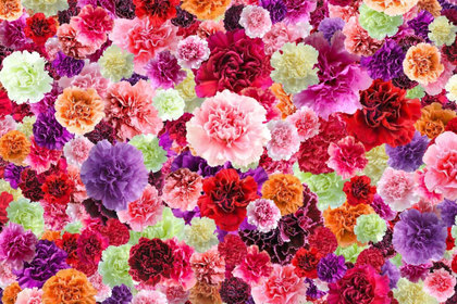 花屋を銀座でお探しならKT.Flowerへ　花言葉　誕生花　カーネーション