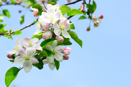 花屋を銀座でお探しならKT.Flowerへ　花言葉　誕生花　リンゴ