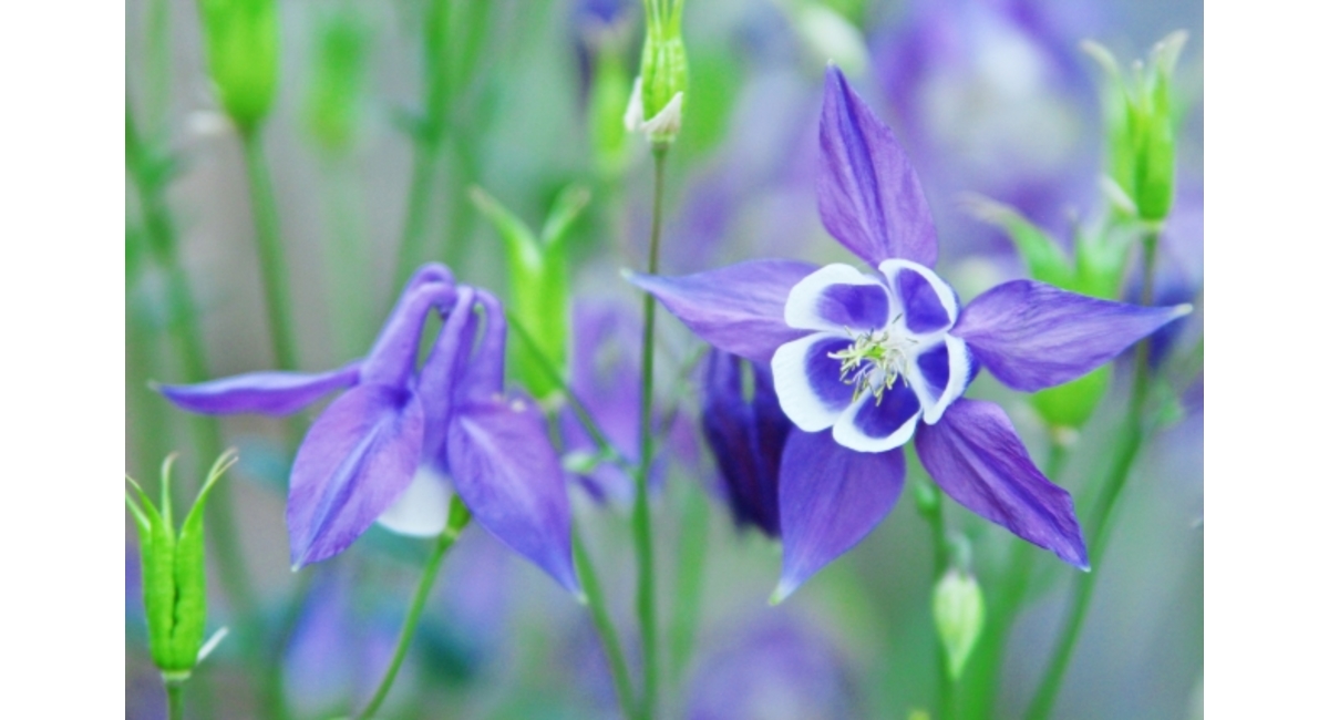 明日の花言葉 5月14日 花屋を銀座でお探しならkt Flowerへ 銀座の花屋のkt Flowerのブログをご覧下さい