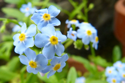 花屋を銀座でお探しならKT.Flowerへ　花言葉　誕生花　ワスレナグサ