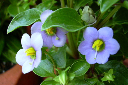 花屋を銀座でお探しならKT.Flowerへ　花言葉　誕生花　エキザカム