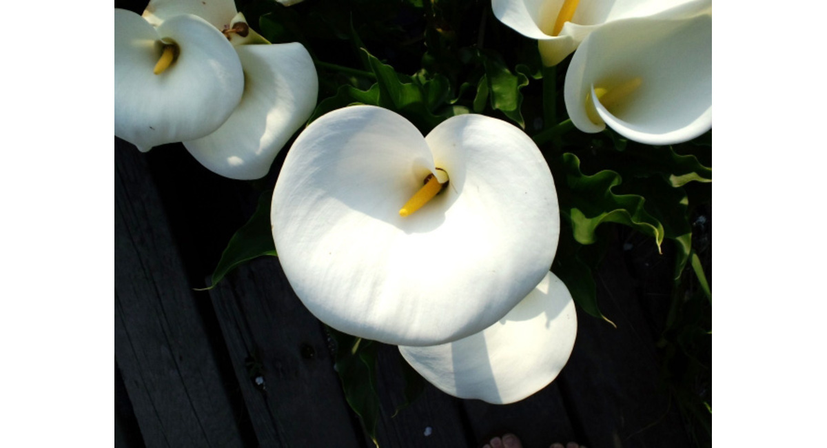 花屋を銀座でお探しならKT.Flowerへ　花言葉　誕生花　カラー