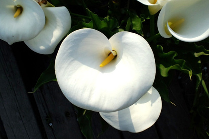 花屋を銀座でお探しならKT.Flowerへ　花言葉　誕生花　カラー