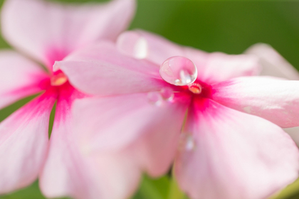 花屋を銀座でお探しならKT.Flowerへ　花言葉　誕生花　ニチニチソウ