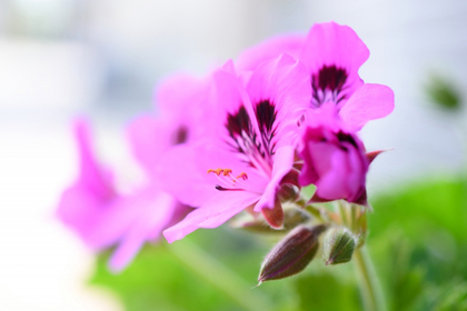 花屋を銀座でお探しならKT.Flowerへ　花言葉　誕生花　ペラルゴニウム