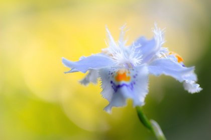花屋を銀座でお探しならKT.Flowerへ　花言葉　誕生花　シャガ
